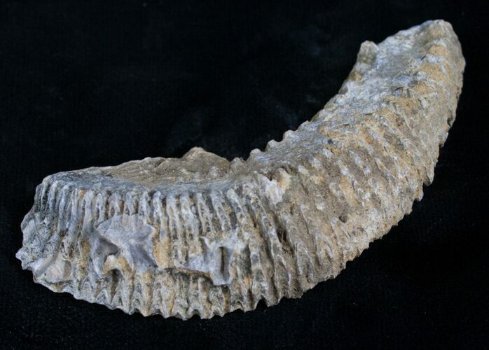 Cretaceous Fossil Oyster (Rastellum) - Madagascar #4923